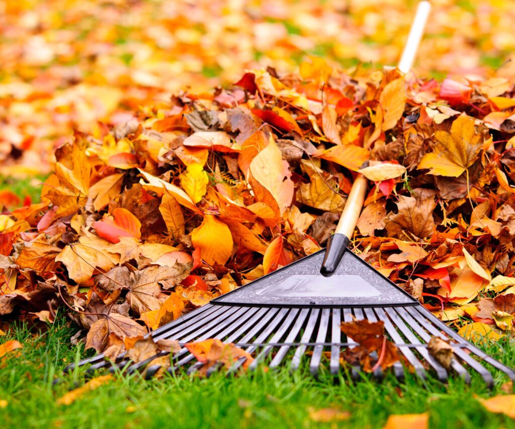 Is it better to rake leaves or use a blower